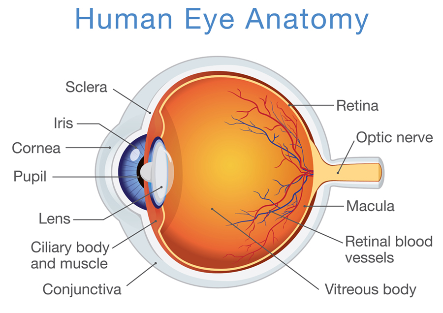 Eye Anatomy Illustration