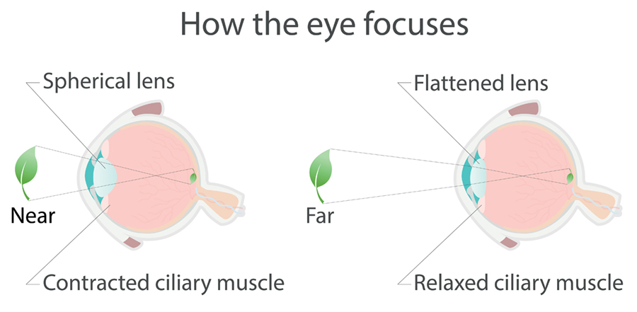 Illustration of how the eye focuses on objects at different distances